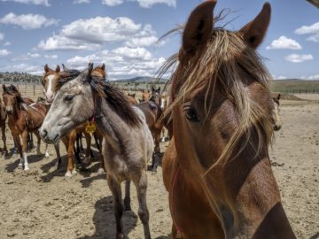 five wild horses walking towards the county wild horses of malheur county burns oregon